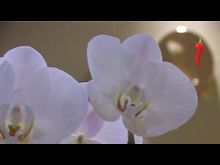 Перец-рапид: «Золотая рыбка» поздравляет всех с наступлением весны