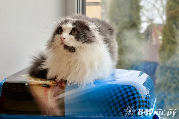 Невакцинированная кошка не прошла контроль на государственной границе в Псковской области