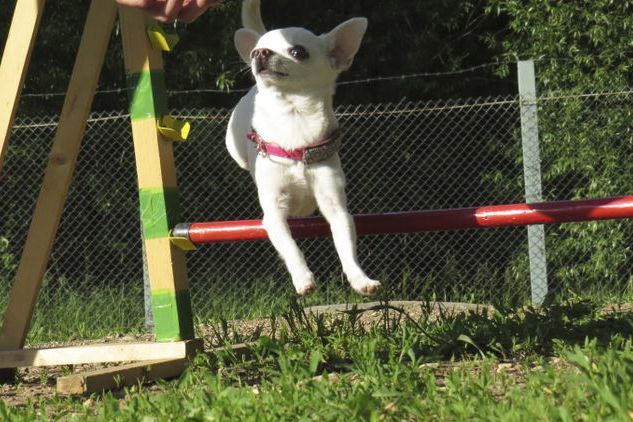 В Великих Луках прошли спортивные соревнования среди собаководов (ФОТО)