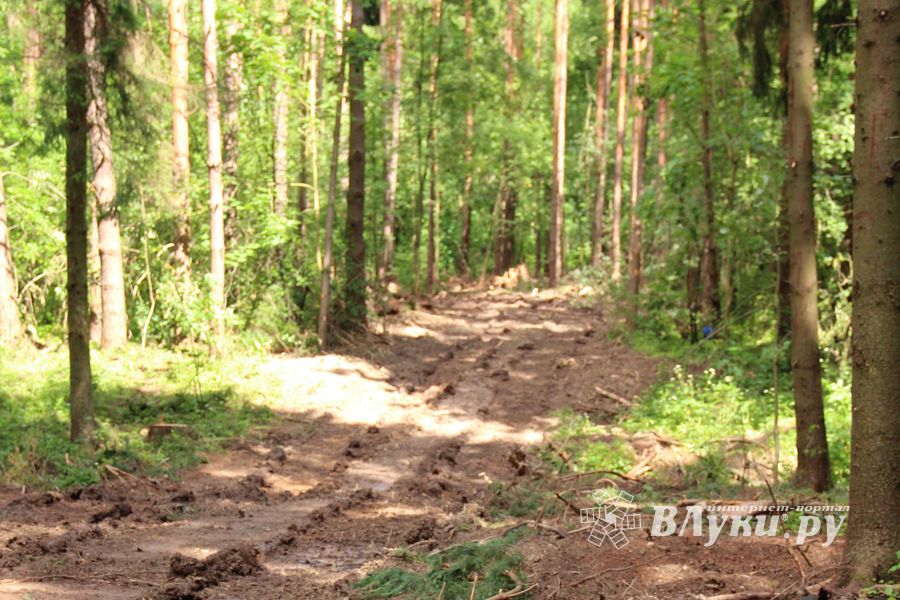 Строительство велоцентра в Великих Луках: склад, спортплощадки, велодорожки и земляника (ФОТО)
