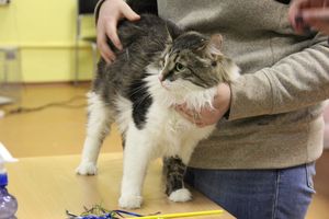 В Великих Луках прошла выставка кошек (фото)