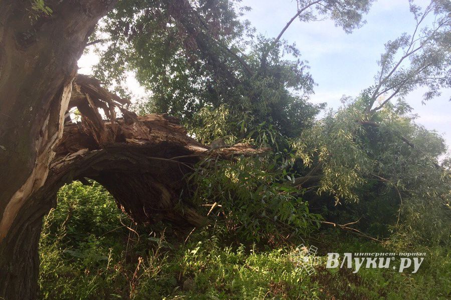 Полтора месяца не убирают сломанные непогодой деревья (ФОТО)
