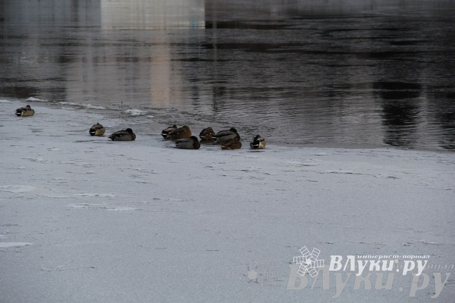 Зима. Начало