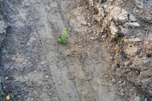 Акция «Сохраним лес» прошла в Печорском районе (ФОТО)