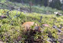 Сезонные грибы Ленинградской области: где и когда собирать