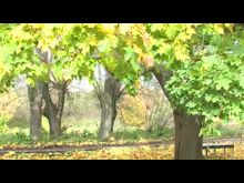 Импульс-ТВ: Осенний кросс