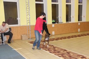 Всероссийская выставка собак в Великих Луках (фото)