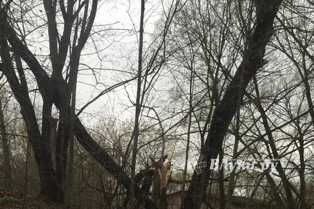 Жутковатое дерево близ острова Дятлинка