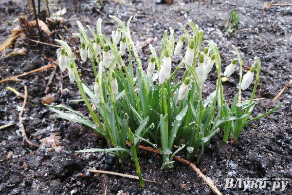 Температура достигнет максимума с начала года