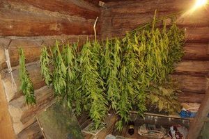 Дачник из Гдовского района отправится в колонию за выращивание конопли (фото)