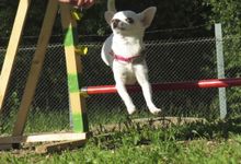 В Великих Луках прошли спортивные соревнования среди собаководов (ФОТО)