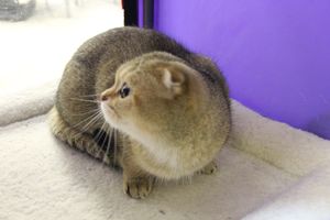 В Великих Луках прошла выставка кошек (фото)