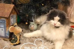 Интернет-портал ВЛуки.ру и магазин «Zooбастики» объявляют конкурс «Пи-пи-пи-фото» (0+)