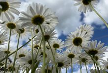 Прогноз погоды в Великих Луках на 21 августа