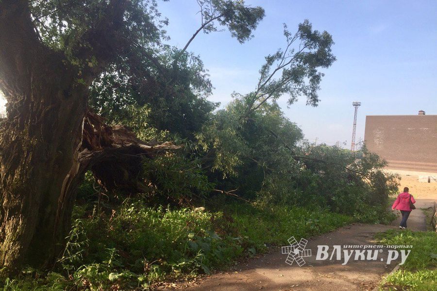 Полтора месяца не убирают сломанные непогодой деревья (ФОТО)