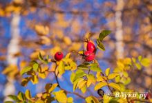 Прогноз погоды в Великих Луках на 12 сентября