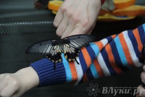 Обзор выставок Краеведческого музея