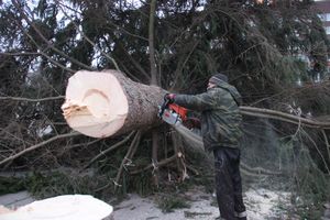 Необычное украшение сняли с главной ёлки Великих Лук (ФОТО)