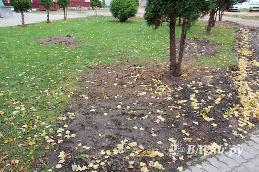 Куда исчезли пихты у Свято-Вознесенского собора в Великих Луках