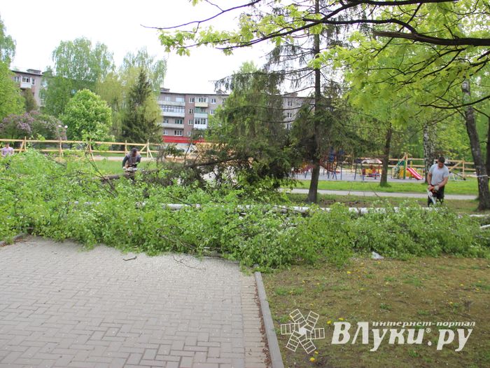 На площади Калинина убирают лишние деревья (ФОТО)