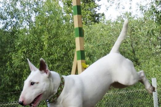 В Великих Луках прошли спортивные соревнования среди собаководов (ФОТО)