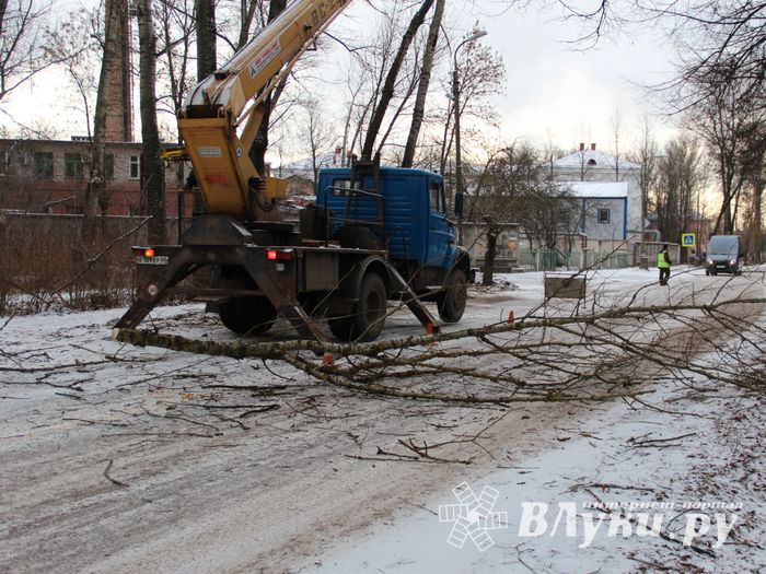 На проспекте Гагарина идет формовка деревьев (ФОТО)