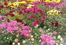 Сегодня великолучанам обещают небольшой дождь