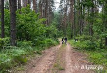 Незаконную вырубку леса выявили в Куньинском районе