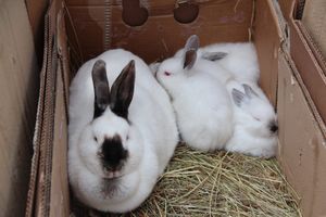 В Великих Луках прошла ярмарка «Весна - 2022» (ФОТО)