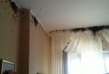 В одну из псковских квартир залетел пчелиный рой (ФОТО)