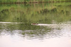 Чемпионат Великих Лук по ловле спиннингом: клевала, но мало (ФОТО)