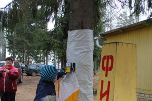 «Великолукский Марафон-2014» прошел в Сенчитском бору (фото)