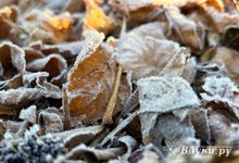 Сегодня в Великих Луках будет облачно