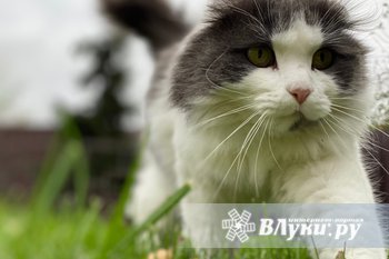В Великих Луках выявлен предполагаемый очаг бешенства