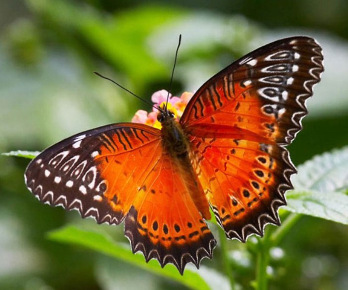 Выставка экзотических бабочек