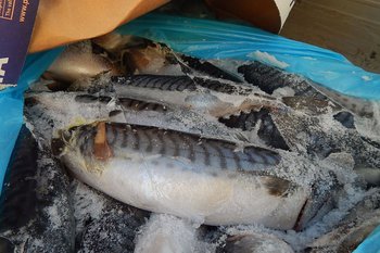 Норвежскую скумбрию не пустили в Псковскую область (ФОТО)