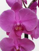 На орхидеи от сети магазинов «IRIS» (6+)