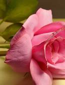 «Роза из фоамирана» в  «ХоббиЧ» (6+)