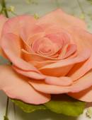 «Брошь-заколка - Роза из фоамирана» в «ХоббиЧ» (12+)