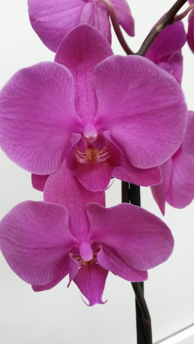 На орхидеи от сети магазинов «IRIS» (6+)