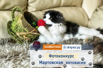 ВЛуки.ру и «Zooбастики» объявляют фотоконкурс «Мартовская котовасия» (0+)